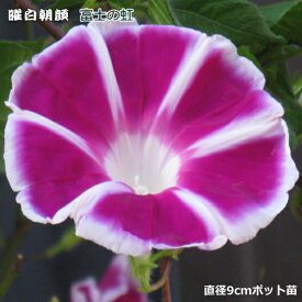 楽天市場 曜白 アサガオ 苗の通販