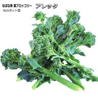 東村交配 『 アレッタ2 』 茎 ブロッコリー苗 9cmポット スティックタイプ