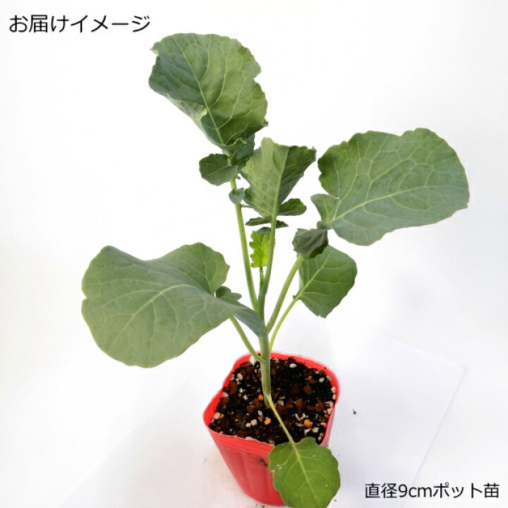 楽天市場 茎ブロッコリー スティックセニョール 9cmポット苗 なえ屋 楽天市場 茎ブロッコリー スティックセニョール 9cmポット苗 なえ屋