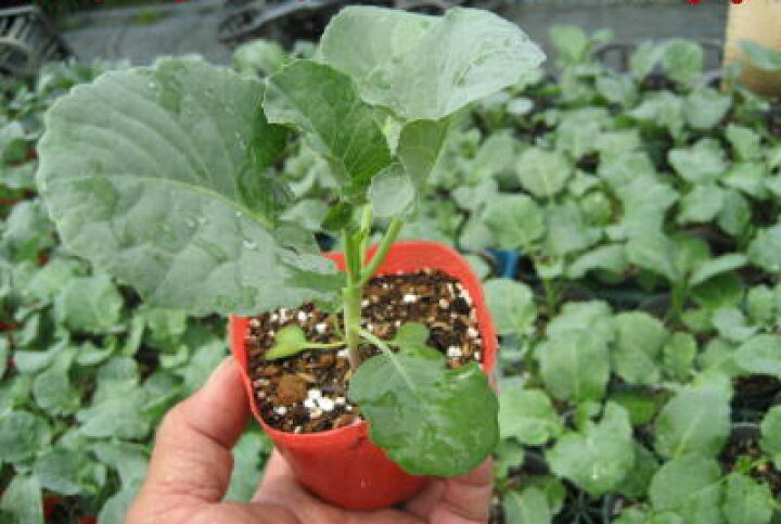 楽天市場 茎ブロッコリー スティックセニョール 9cmポット苗 なえ屋 楽天市場 茎ブロッコリー スティックセニョール 9cmポット苗 なえ屋