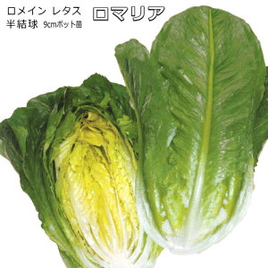 レタス【 ロマリア 】9cmポット苗/ロメインレタス