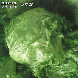 �w ������ �x ���^�X�c 9cm�|�b�g �������^�X