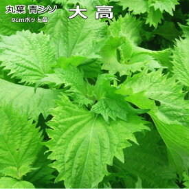 楽天市場 花穂 紫蘇の通販