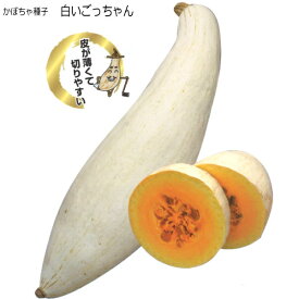 楽天市場 白 かぼちゃ 種の通販