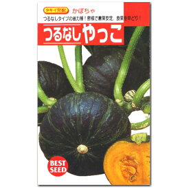楽天市場 かぼちゃ種やっこ 種類 植物 カボチャ の通販