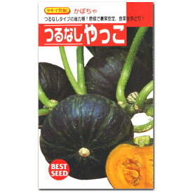 楽天市場 かぼちゃ種やっこ 種類 植物 カボチャ の通販 楽天市場 かぼちゃ種やっこ 種類 植物 カボチャ の通販