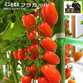実生 ミニトマト 濃密トマト フラガール 10.5cmポット苗