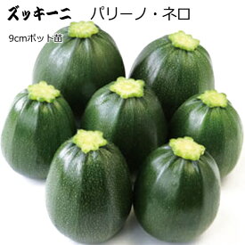 楽天市場 ズッキーニ 苗の通販
