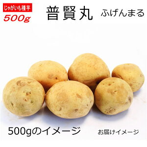 ���Ⴊ���� ������ �ӂ���܂� ��� 500g �W���K�C�� L�`S�T�C�Y