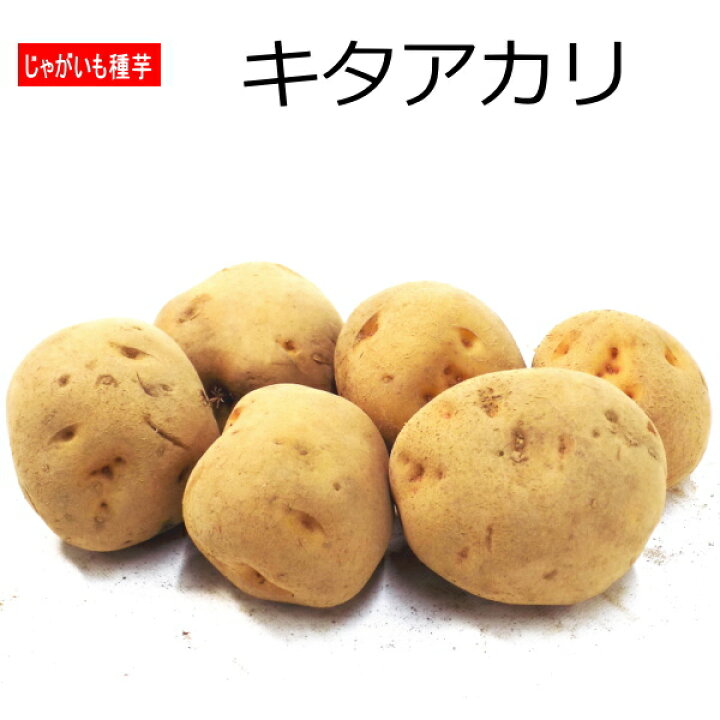 楽天市場】じゃがいも キタアカリ 種芋 ジャガイモ L～Sサイズ 