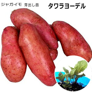 ジャガイモ 苗の人気商品 通販 価格比較 価格 Com ジャガイモ 苗の人気商品 通販 価格比較 価格 Com