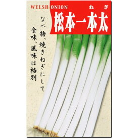 ネギ 種子 松本一本太葱 8ml～40ml　ねぎ