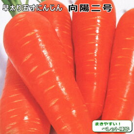 ニンジン【 向陽二号 】種子／人参