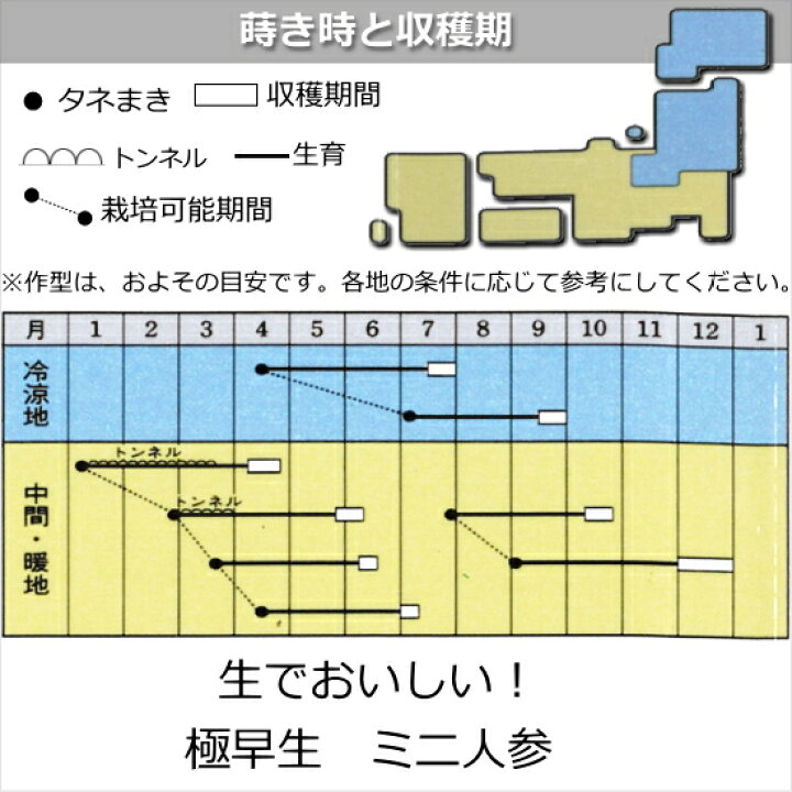 楽天市場】ミニ人参 種子 ピッコロ 7ml 人参 : なえ屋 楽天市場】ミニ人参 種子 ピッコロ 7ml 人参 : なえ屋