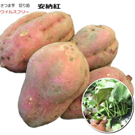 楽天市場 さつまいも 花 ガーデン Diy の通販
