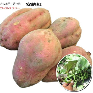 さつまいも 苗 安納芋の通販 価格比較 価格 Com