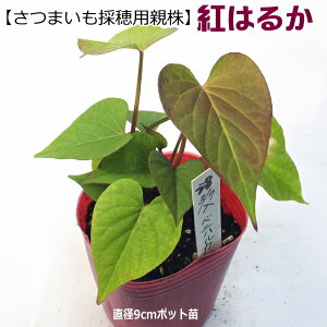苗 紅はるかの人気商品 通販 価格比較 価格 Com