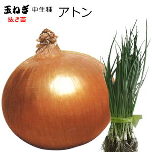  w Ag x ܂˂ c ʑ350g---600g