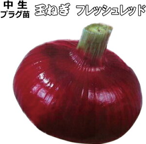 Ӑ w tbVbh x Ԃ܂˂ 90{i100) Zc