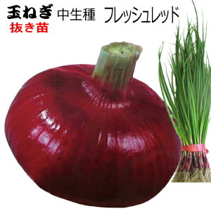 Ӑ w tbVbh x Ԃ܂˂ c