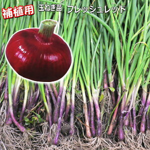 補植用 『 フレッシュレッド 』 赤たまねぎ 抜き苗 30本