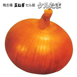 Ӑ w P x ܂˂ 90{i100) Zc