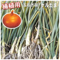 補植用 『 ケルたま 』 タマネギ 抜き苗 50本