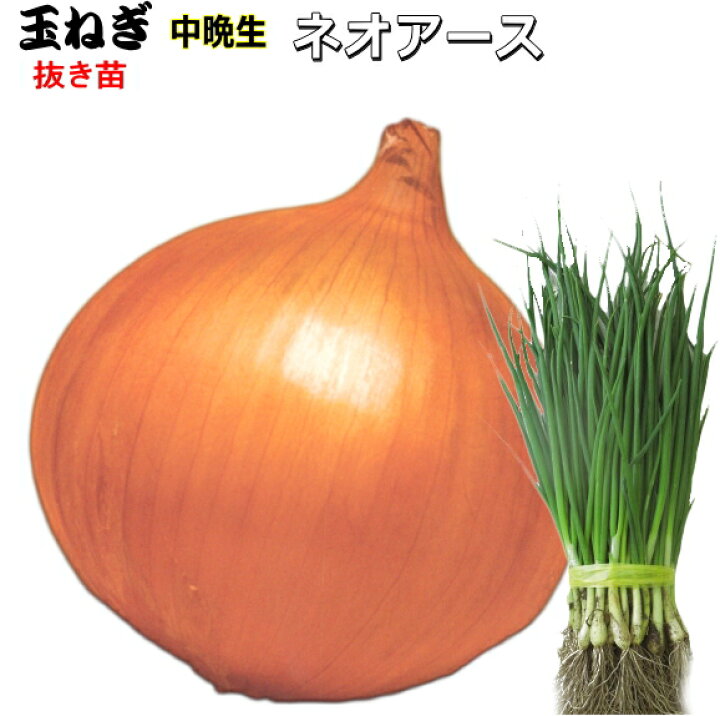 楽天市場】只今販売中 貯蔵性たまねぎ ネオアース 【中晩生種】 抜き苗 