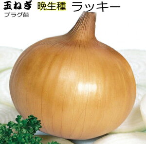 Ӑ w bL[ x ܂˂ 90{i100) Zc