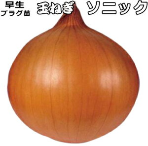  w \jbN x ܂˂ 90{i100) Zc