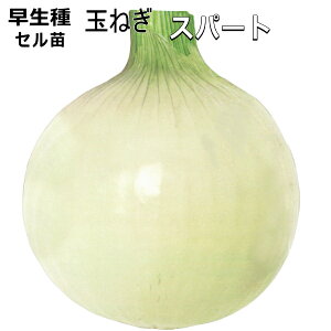  w Xp[g x ܂˂ 90{i100) Zc