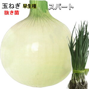 早生 『 スパート 』 たまねぎ 抜き苗 - 暖地では4月中旬から収穫可能