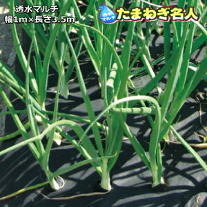  }` ܂˂l 1mx3.5m ʂ˂100{A