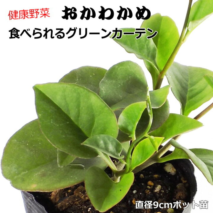 楽天市場 おかわかめ 9cmポット苗 オカワカメ なえ屋