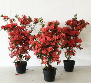 キリシマ ツツジ 盆栽 植木の人気商品 通販 価格比較 価格 Com キリシマ ツツジ 盆栽 植木の人気商品 通販 価格比較 価格 Com