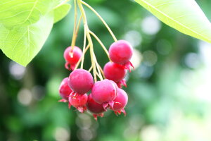 ジューンベリー 盆栽 植木 植木 盆栽の人気商品 通販 価格比較 価格 Com ジューンベリー 盆栽 植木 植木 盆栽の人気商品 通販 価格比較 価格 Com