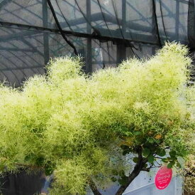 【スモークツリー】　グリーンボール　）7号鉢　サンプル画像　同等品の発送　11月4日に撮影　開花時は6月19日　ふわふわの花　中高木　落葉樹　インテリア　おしゃれ　【送料無料】沖縄は送料が必要です。