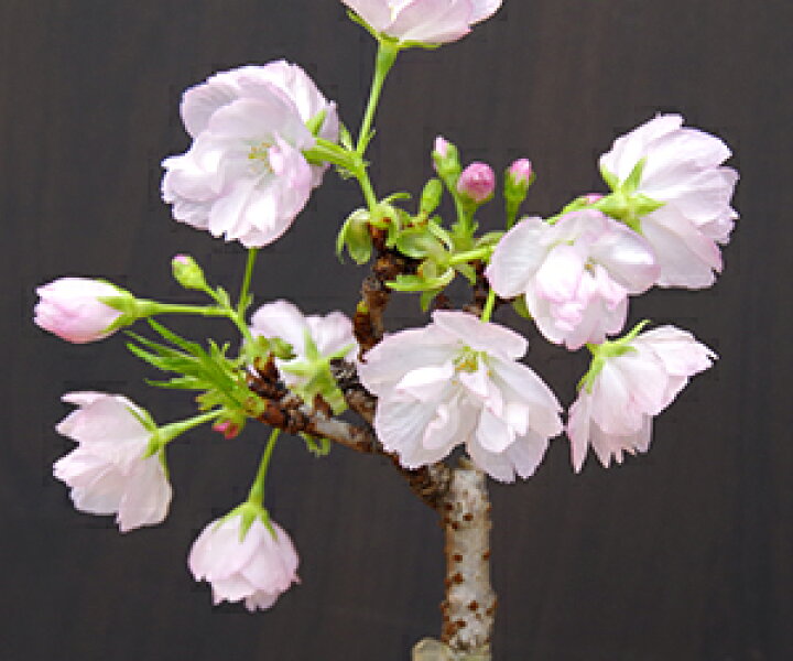 楽天市場 22年開花終了 苔玉 桜 旭山桜 あさひやまさくら 送料無料 黒備前器小サイズ 敷石セット 八重の桜 かわいい 花咲くこけだま コケ玉 ギフト初めての盆栽 父の日 母の日 誕生日 新入学 新築祝い 時間 苔 こけ コケ コケダマ こけ玉 サクラ みどり屋 和草