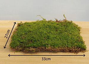  nCSPV[g nCSP 33cm×27cm V[g Ղ肱   RP RP_}  ϗtA