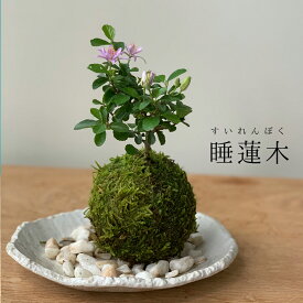 苔玉　 毎年5月から夏ごろに美しい花が楽しめる 睡蓮木（スイレンボク）の苔玉 白楕円粉引器 敷石つき 益子焼 風合い 器セット 苔 こけ コケ すいれんぼく 花 はな 紫色 紫 コケダマ こけだま こけ玉