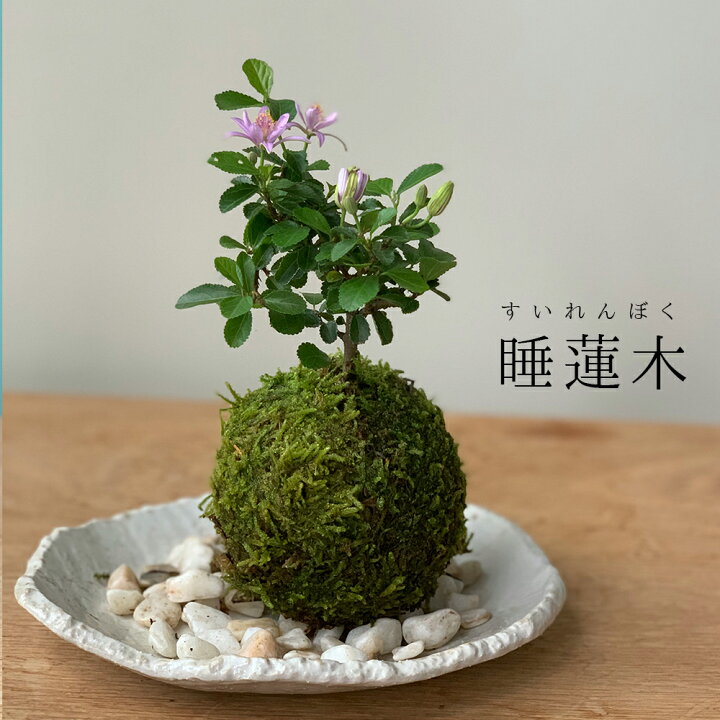 楽天市場】現在花なし 苔玉 毎年5月から夏ごろに美しい花が楽しめる 