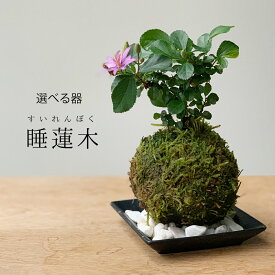 苔玉 毎年5月から夏ごろに美しい花が楽しめる 睡蓮木（スイレンボク）の苔玉 選べる器セット 敷石つき 黒備前 黒角器 手軽 初心者 入門 苔 こけ コケ すいれんぼく 花 はな 紫色 紫 コケダマ こけだま こけ玉