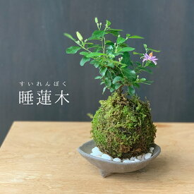 父の日 現在花なし 苔玉 毎年5月から夏ごろに美しい花が楽しめる 睡蓮木（スイレンボク）の苔玉・三つ足灰器セット 苔 こけ コケ すいれんぼく 花 はな 紫色 紫 コケダマ こけだま こけ玉