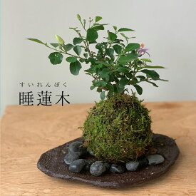 苔玉　 毎年5月から夏ごろに美しい花が楽しめる 睡蓮木（スイレンボク）の苔玉 くらま岩器 敷石つき くらま岩 風合い 器セット 苔 こけ コケ すいれんぼく 花 はな 紫色 紫 コケダマ こけだま こけ玉
