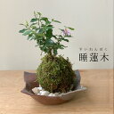 苔玉　 毎年5月から夏ごろに美しい花が楽しめる 睡蓮木（スイレンボク）の苔玉焼締茶器セット 敷石つき 陶房・歩知歩智 名古屋セット 苔 こけ コケ すいれんぼく 花 はな 紫色 紫 コケダマ こけだま こけ玉