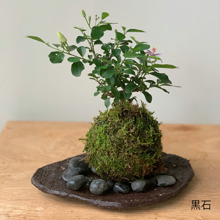 楽天市場】現在花なし 苔玉 毎年5月から夏ごろに美しい花が楽しめる 