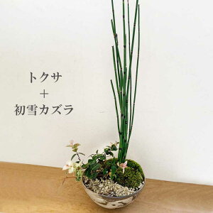 植木 盆栽 トクサの人気商品 通販 価格比較 価格 Com