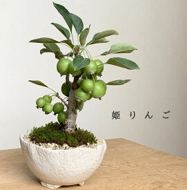 楽天市場 姫りんご 盆栽 花 観葉植物 花 ガーデン Diyの通販
