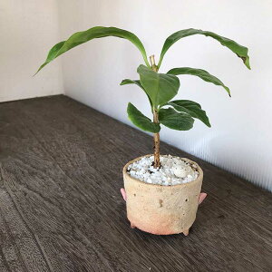 ~ ϗt~ y ^R̃g zbonsai ~j~ Ă̂Ђ~ @R[q[̖؁@R[q[mL  N΁@җj@@^R
