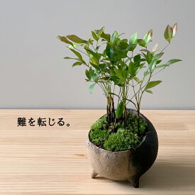 楽天市場 もみじ 鉢植えの通販